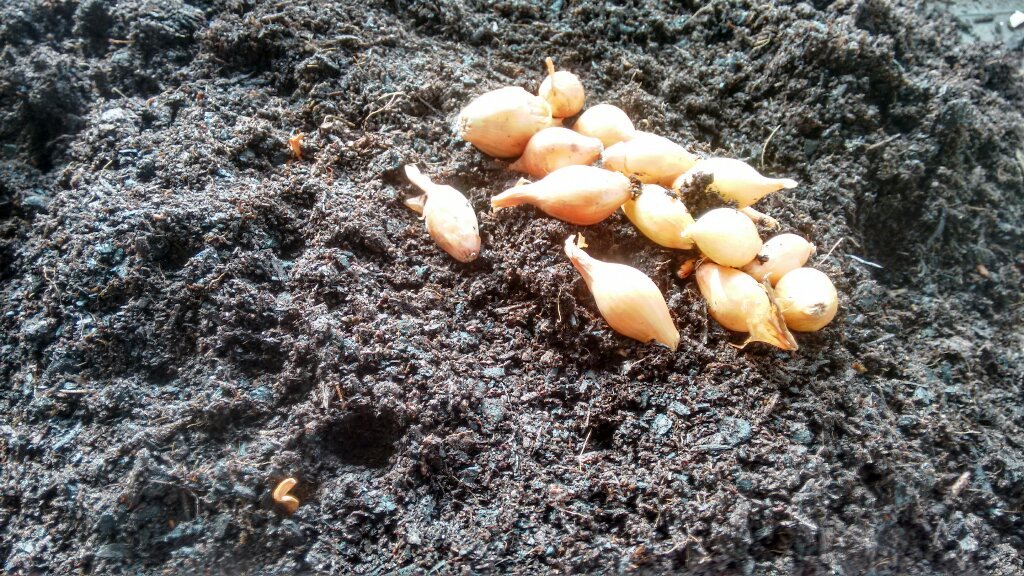 onion-seeds-01.jpg