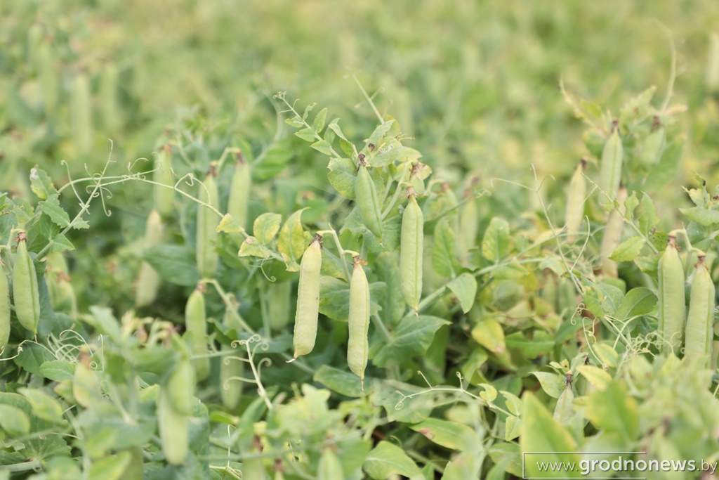 2021-07-13 10.08.44.JPG