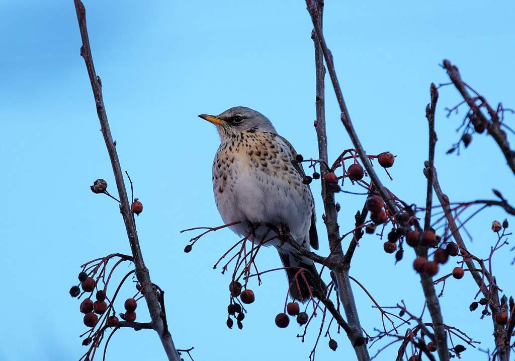 1200px-Turdus_pilaris_on_Crataegus_in_winter.jpg