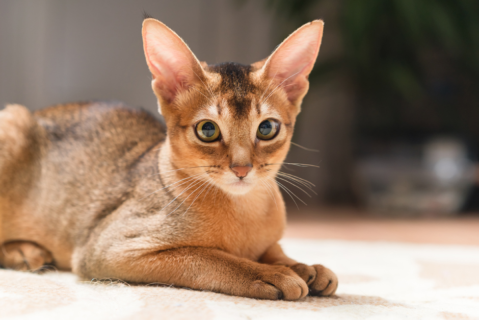 abyssinian-cat-3.jpg