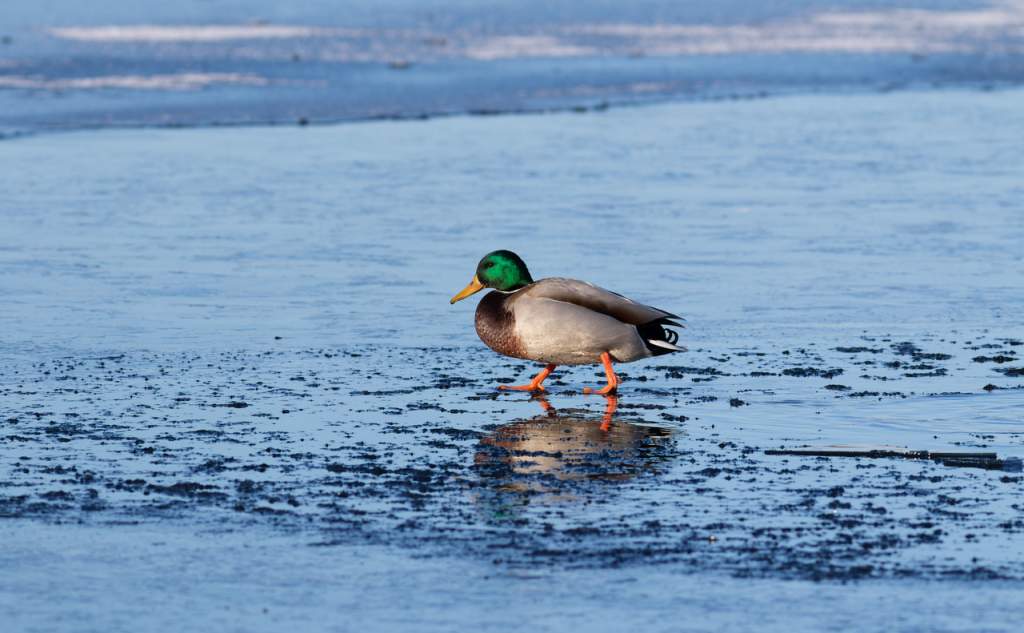 1738510017mallard-anas-platyrhynchos-the-male-bird-is-walk-2025-01-21-22-53-52-utc.jpg