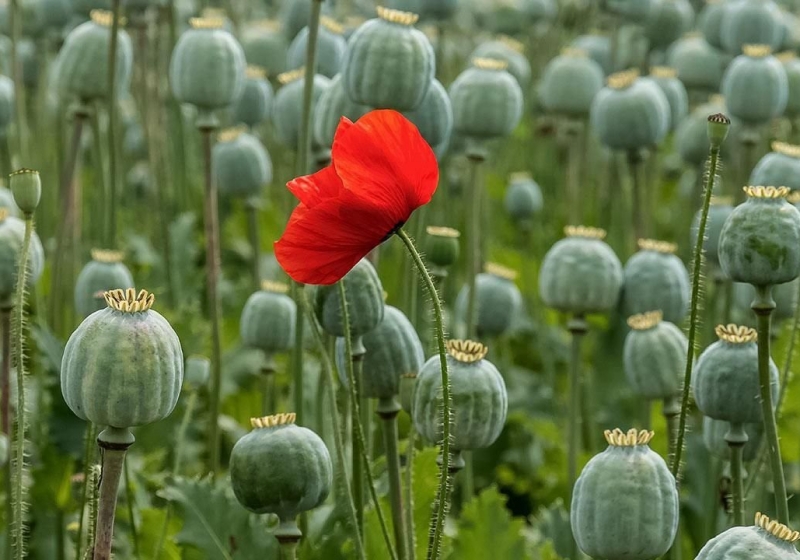 mxdqjc8i1b00fv8c66cf49sbx9k9xgjc.jpg