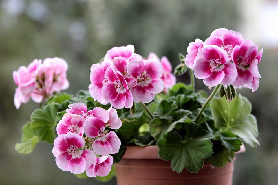 geranium-5005159_960_720.jpg