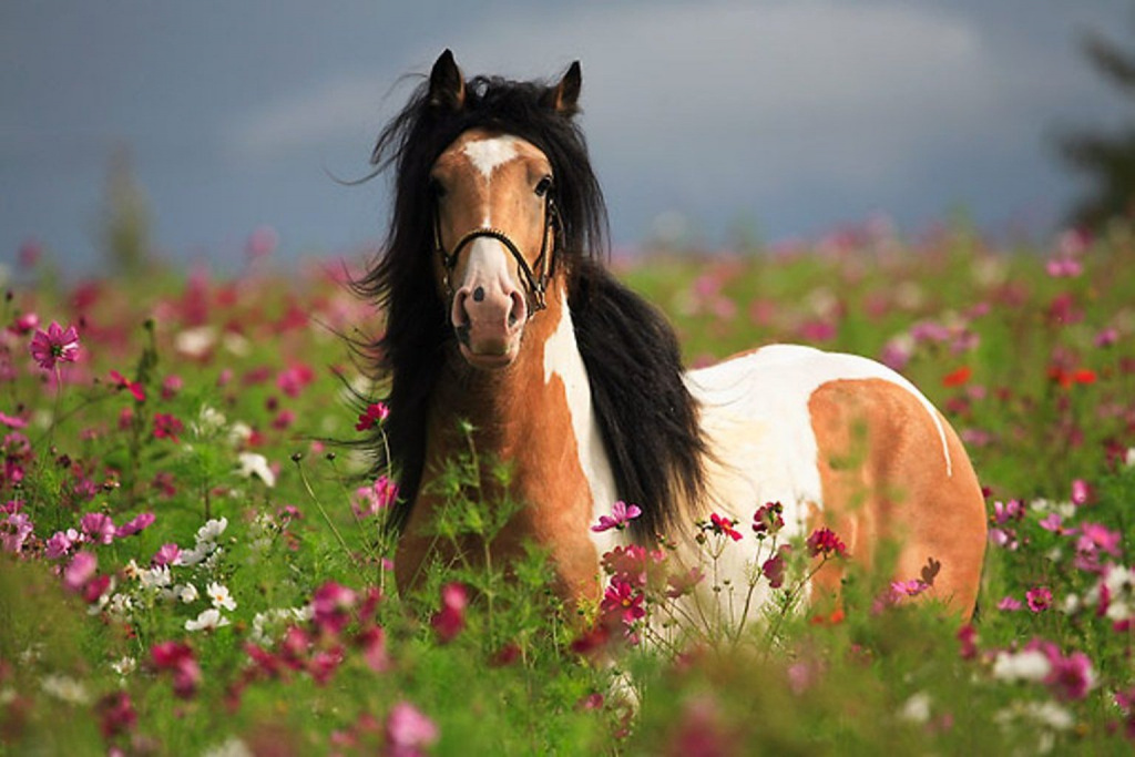 1409583382_horse-in-the-fields.jpg