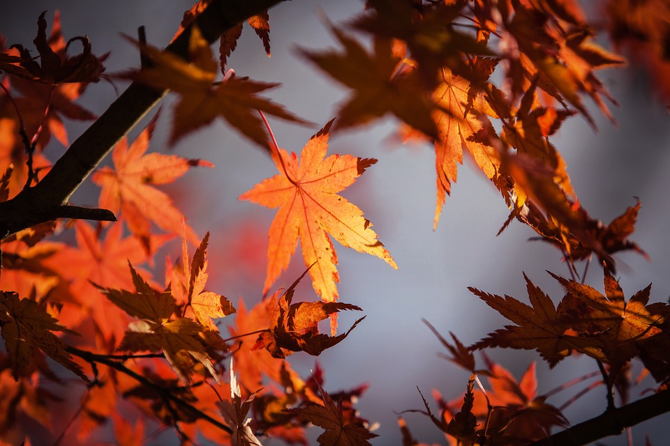autumn-leaves-1415541_960_720.jpg