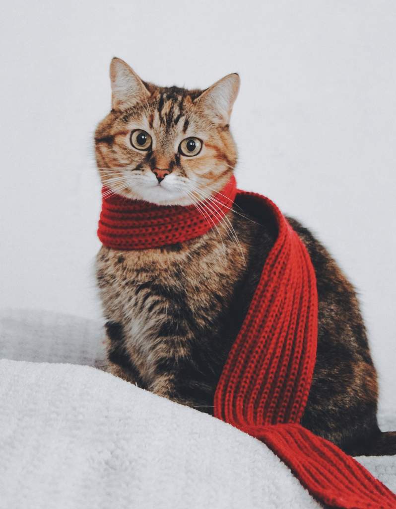 cat-ge76b7d38d_1920.jpg