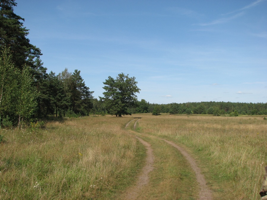 поле и лес за березовкой.jpg