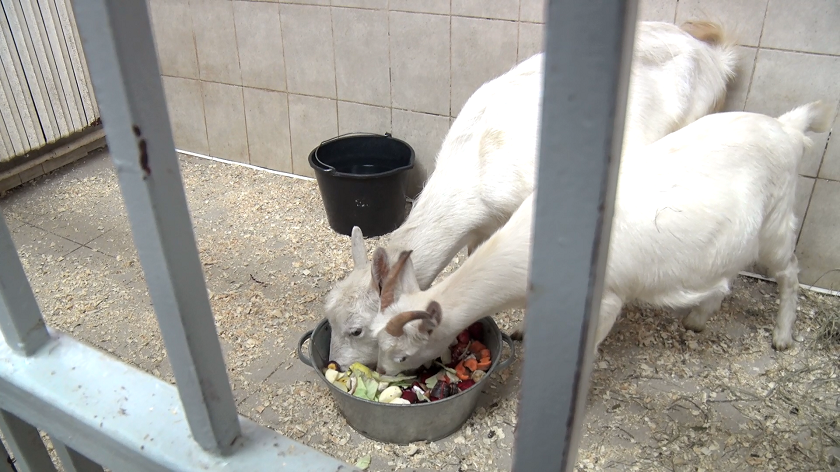 zoopark3.png