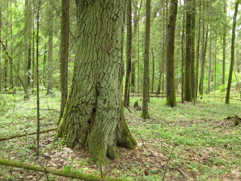 IMG_2894.JPG