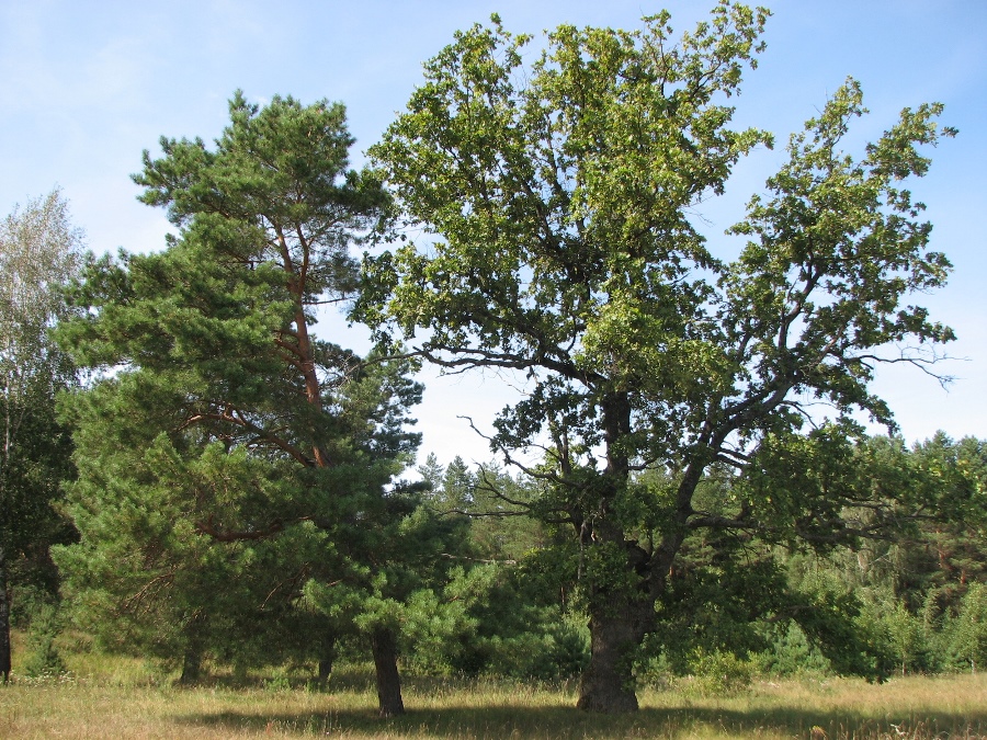 дуб под березовкой.jpg