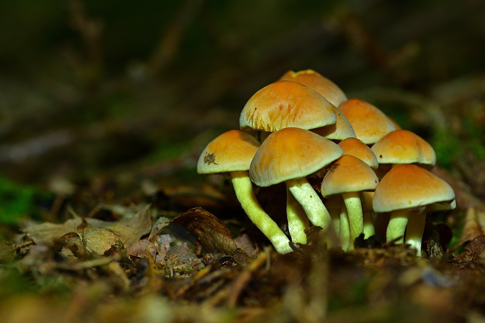 forest-4492996_960_720.jpg