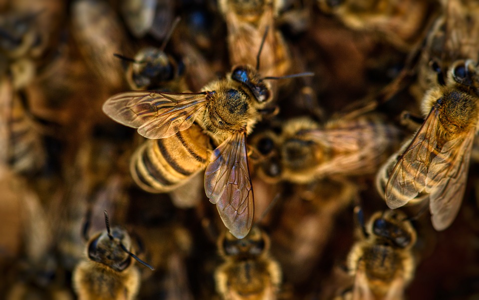 bees-4845211_960_720.jpg