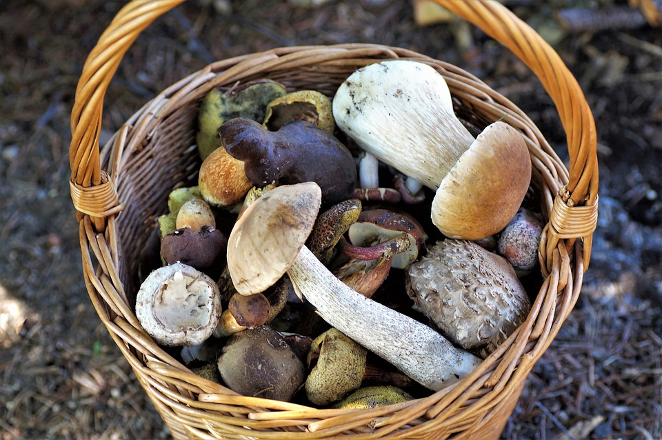 basket-of-mushrooms-4439653_960_720.jpg