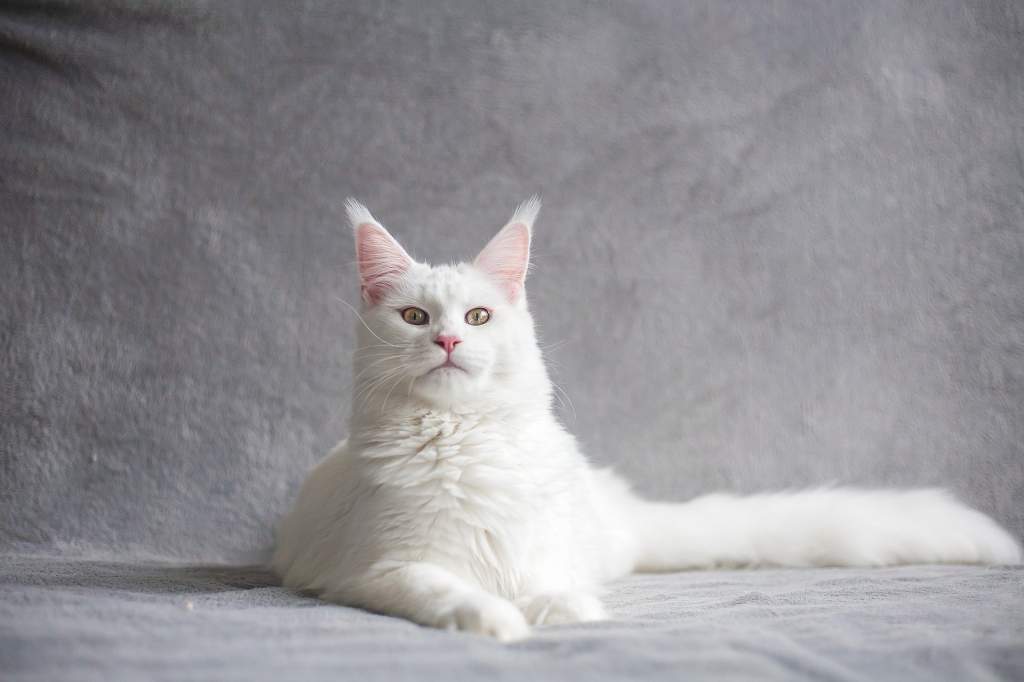 maine-coon-g86cf7ecd7_1920.jpg