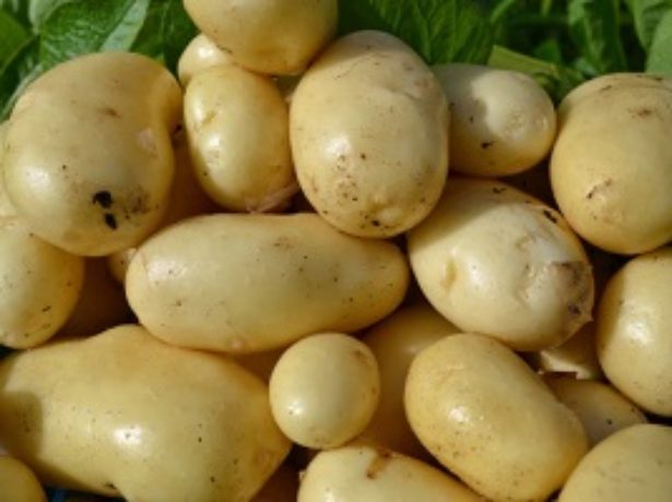 Rannie_i_ultrarannie_sorta_kartofelya_kak_vyrastit_i_poluchit_urozhay__sposoby_posadki__v_tom_chisle_pod_plenku_i_agrovolokno_1.jpg