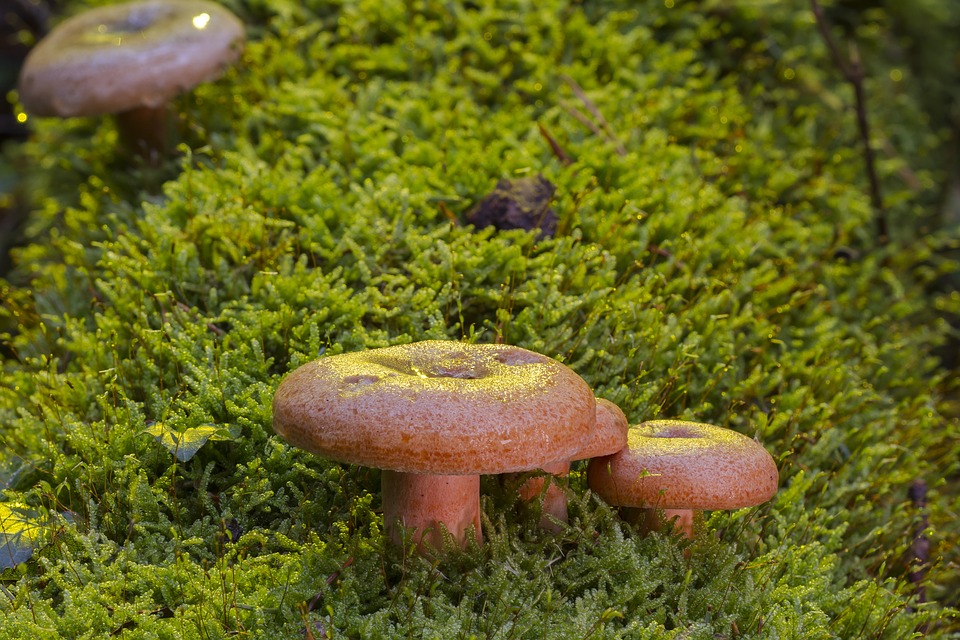 mushroom-2796190_960_720.jpg