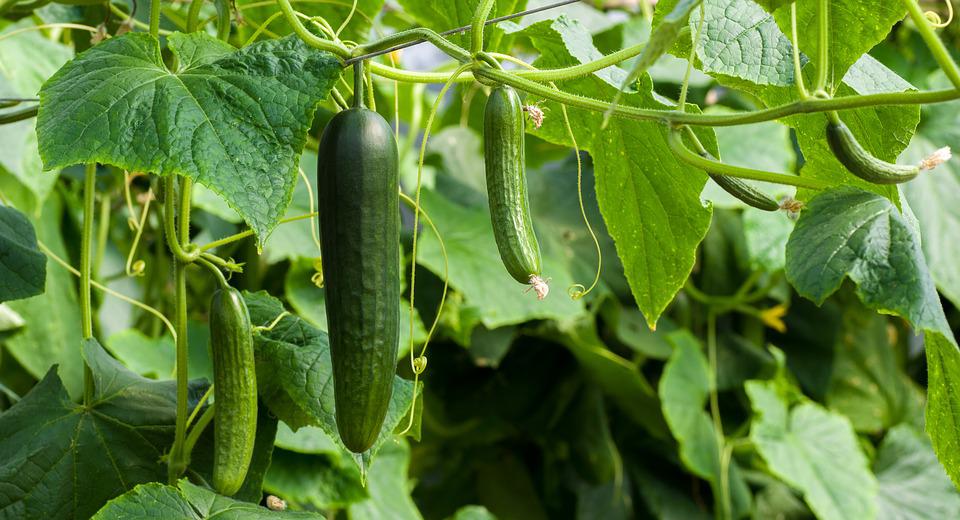 cucumbers-3809535_960_720.jpg