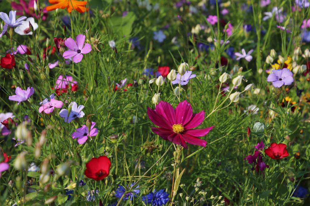 flowers-3571119_1920.jpg