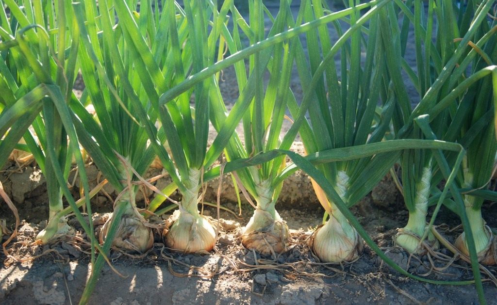 Onion-01.jpg