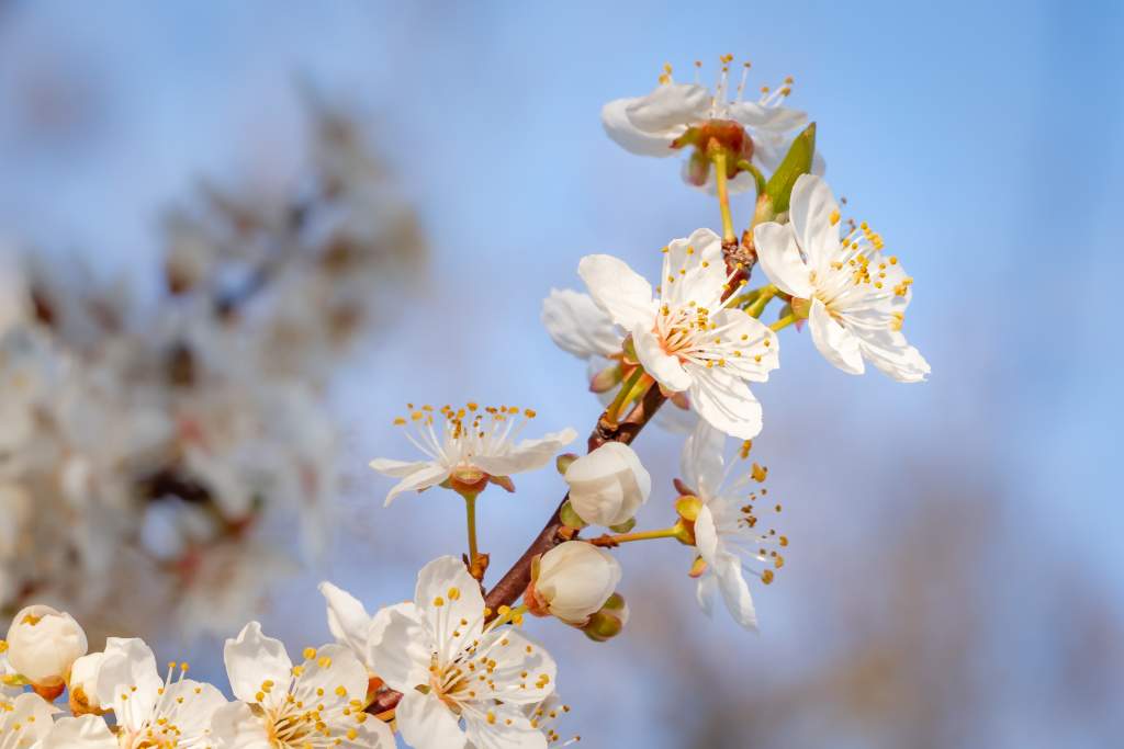 closeup-beautiful-white-cherry-blossom-flowers-tree.jpg