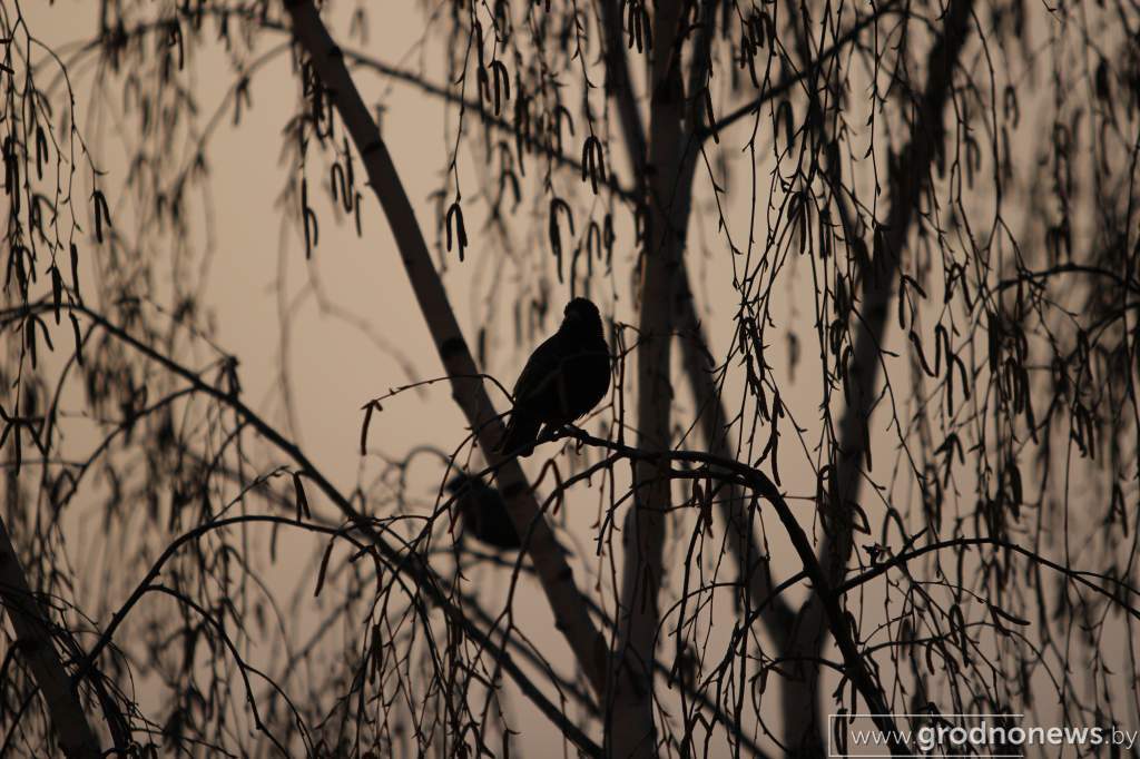 IMG_9138.JPG