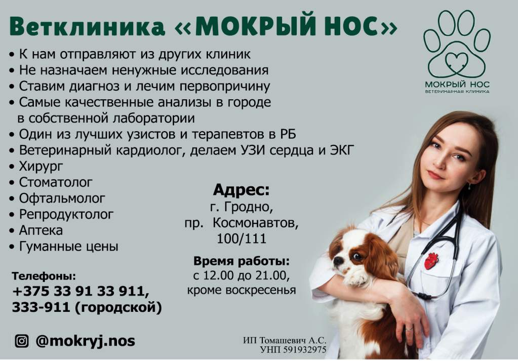 Мокрый нос.jpg