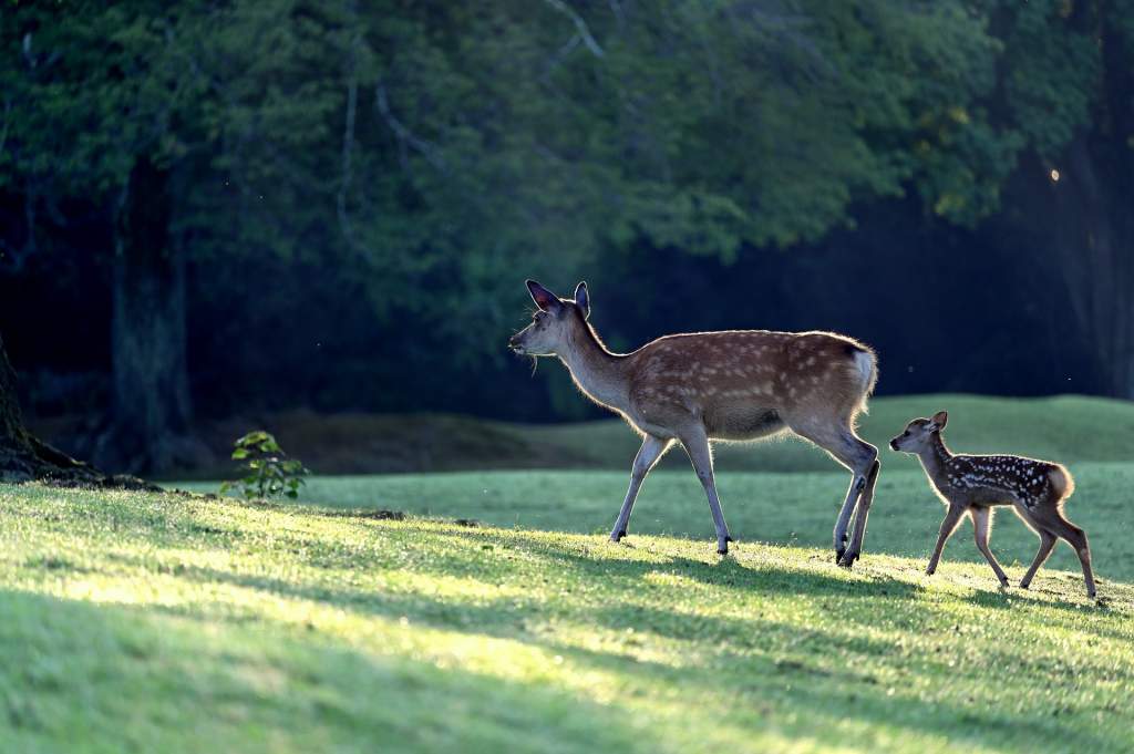 deer-5324645_1920.jpg