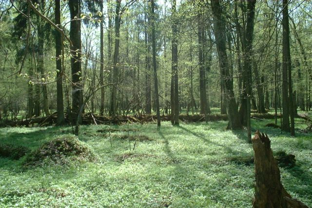 Poland_Bialowieza_-_BPN.jpg
