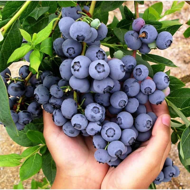 голубика дюк.jpg