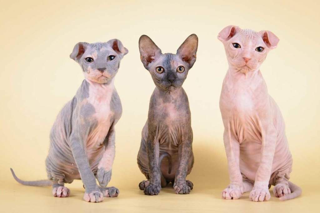 Украинский левкой.jpg