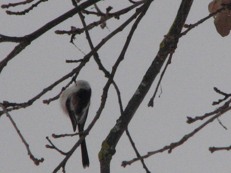 длиннохвостая синица.jpg