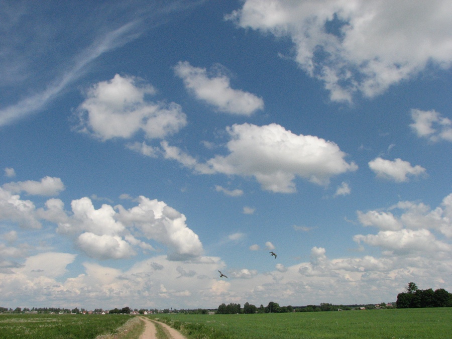 бекасы в полете.jpg