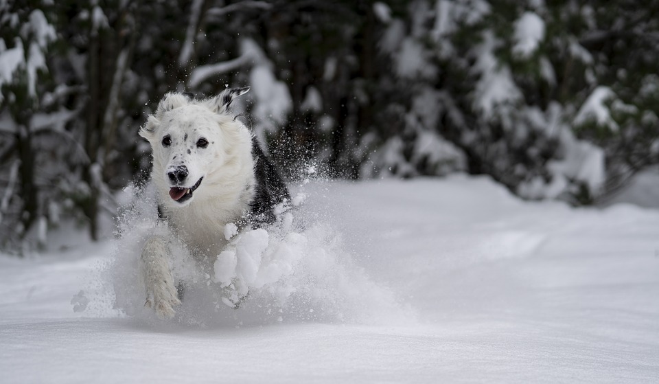dog-3926409_960_720.jpg