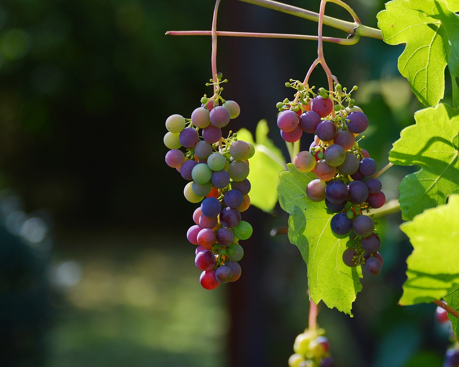 grapes-1659118_960_720.jpg