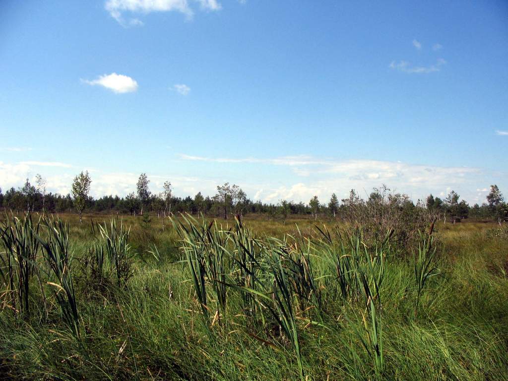 IMG_1035.JPG