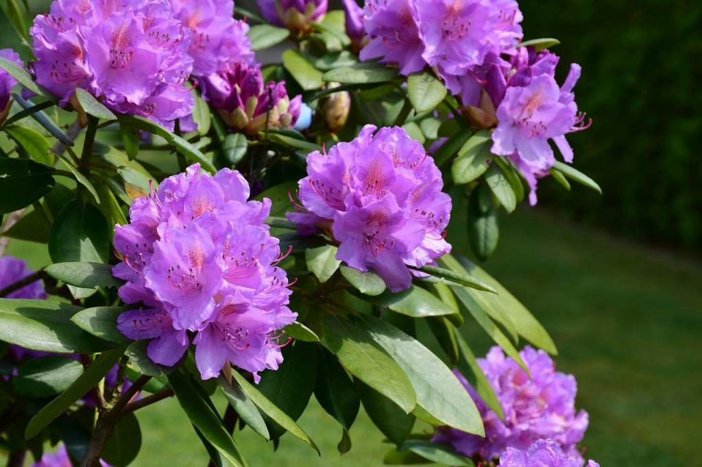 rhododendron-3411826_1280.jpg