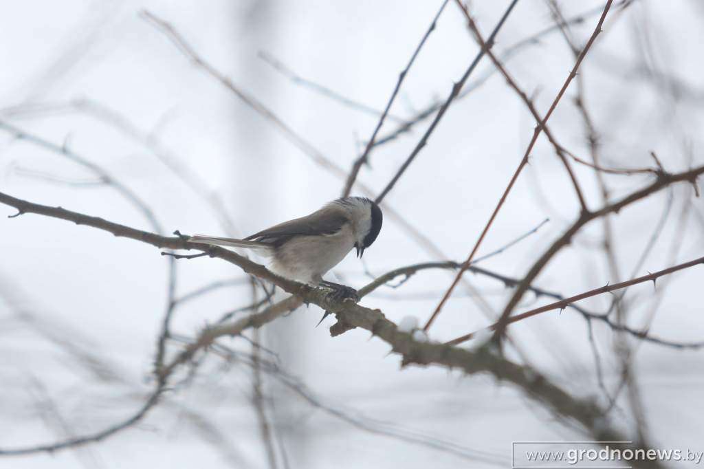 IMG_9816.jpg
