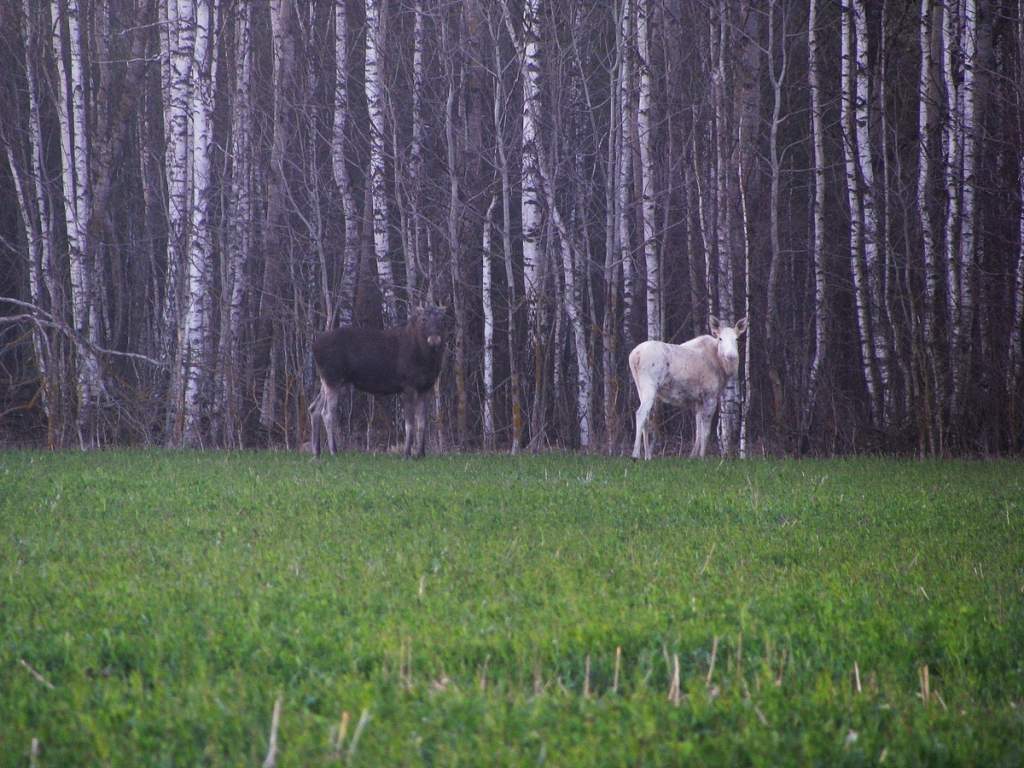 Фото-5-лось альбинос.jpg