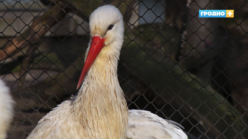 zoopark3.jpg