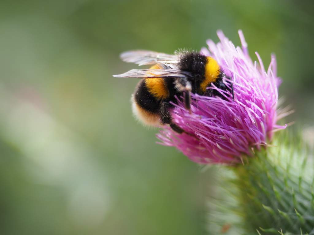 selective-focus-shot-bee-thistle-flower.jpg