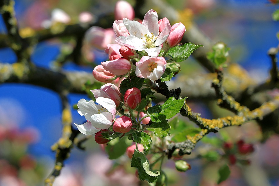 apple-blossoms-6283506_960_720.jpg