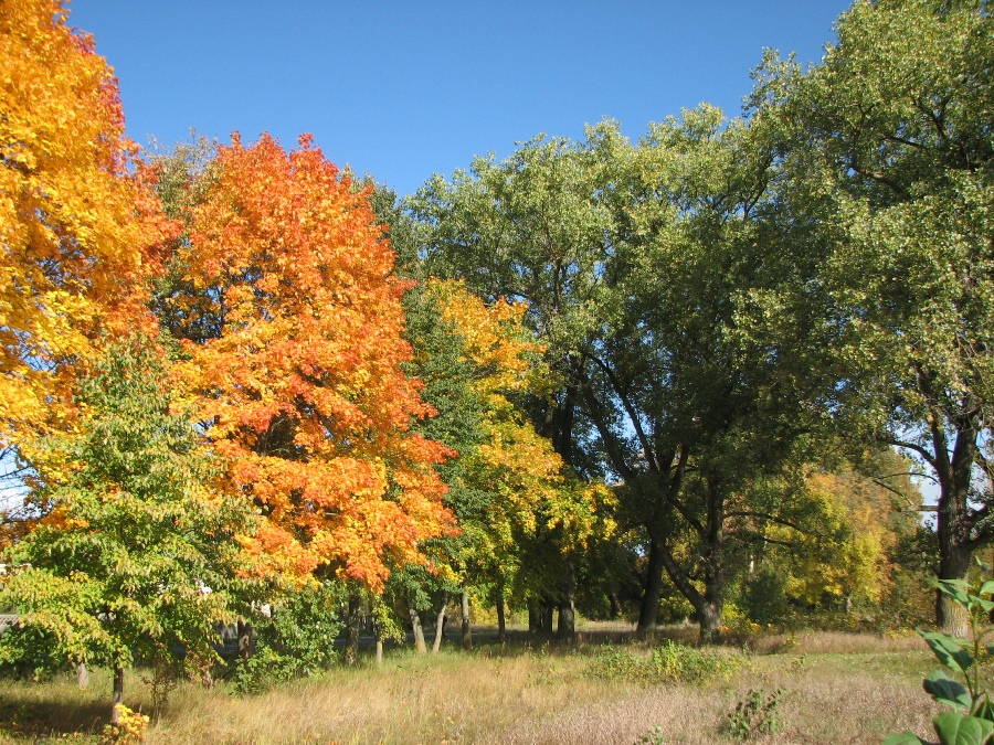 золотая осень.jpg