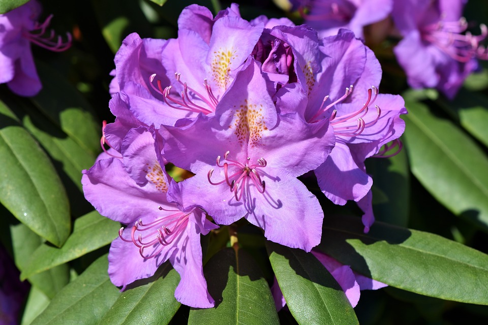 rhododendron-3386364_960_720.jpg