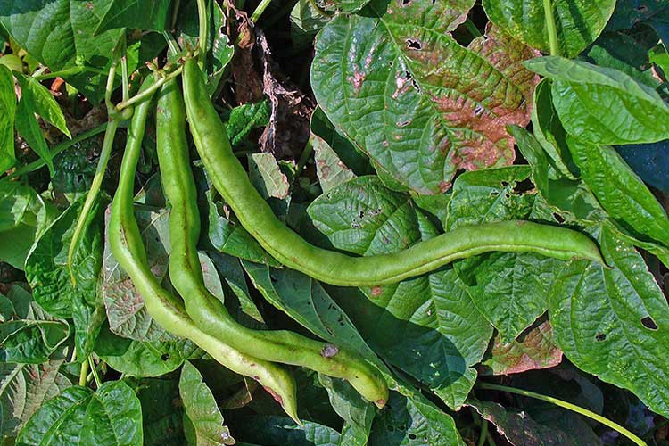 Phaseolus_vulgaris_big.jpg