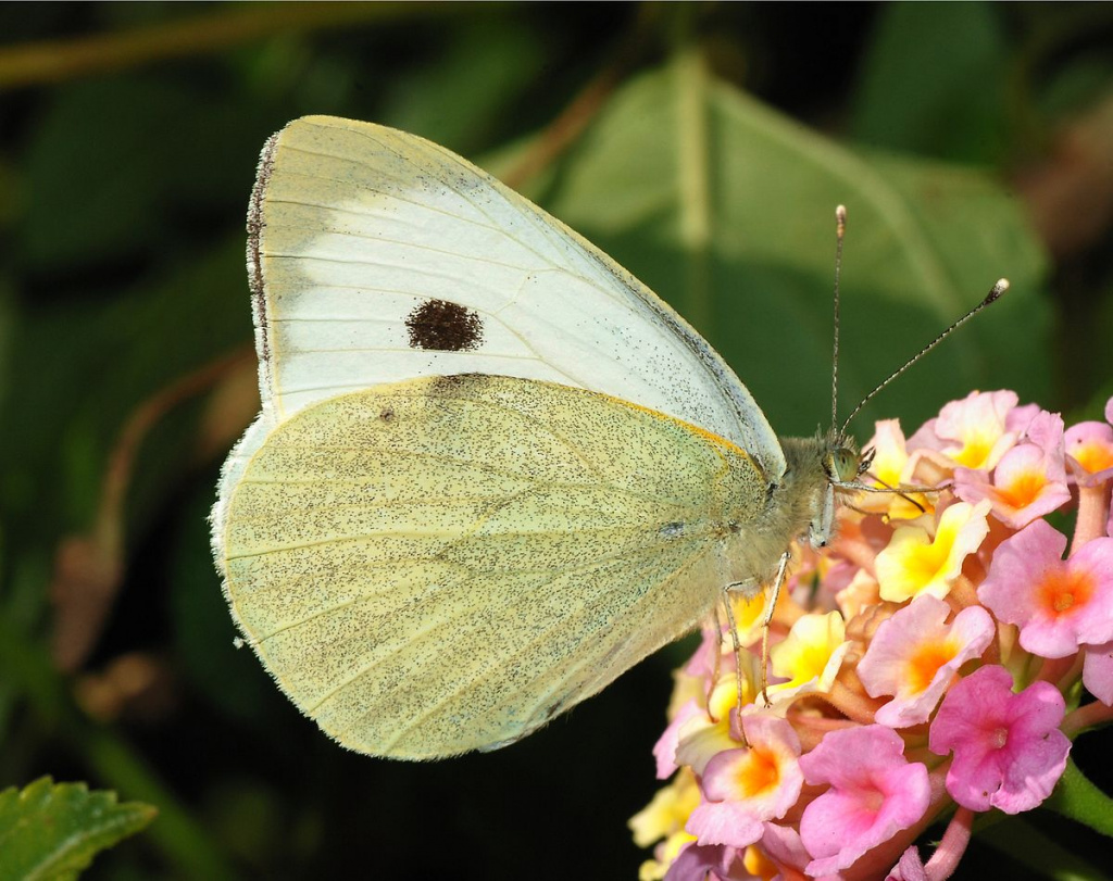 1200px-Butterfly_November_2007-5.jpg