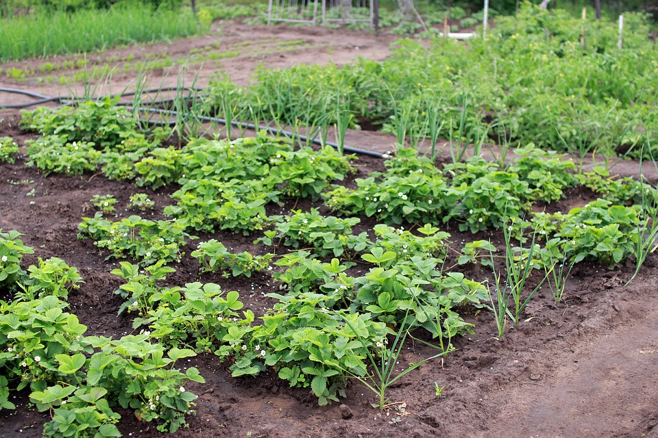 dacha-2699712_960_720.jpg