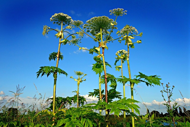 giant-hogweed-1492294_960_720.jpg