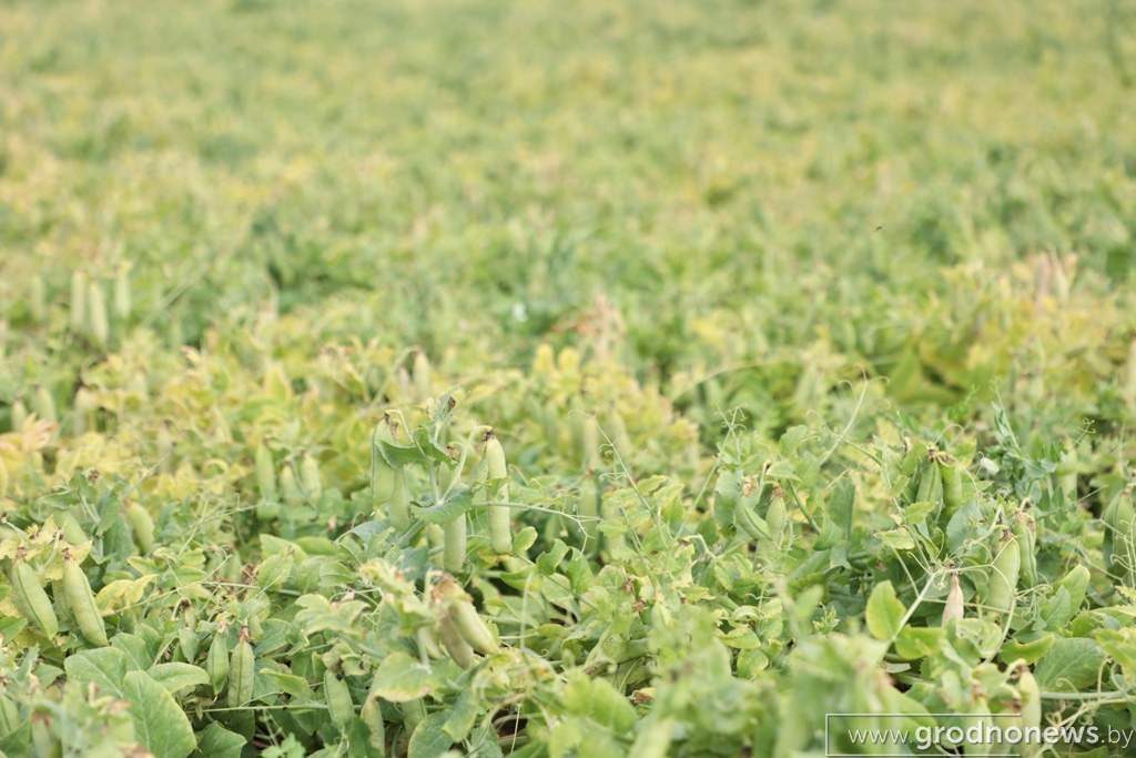 2021-07-13 10.08.50.JPG