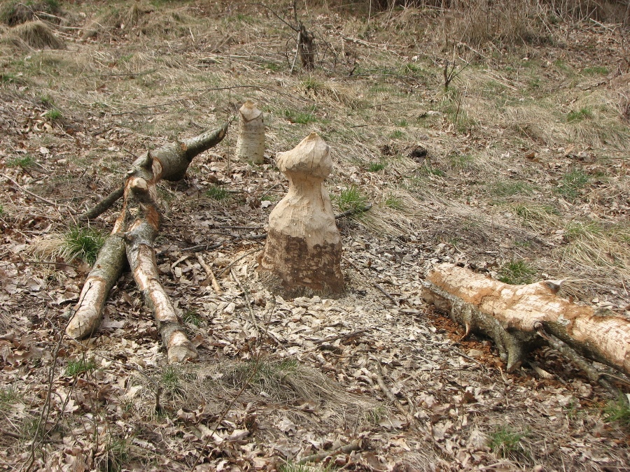 работа бобров.jpg