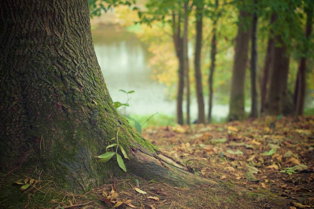 tree-569275_1920.jpg